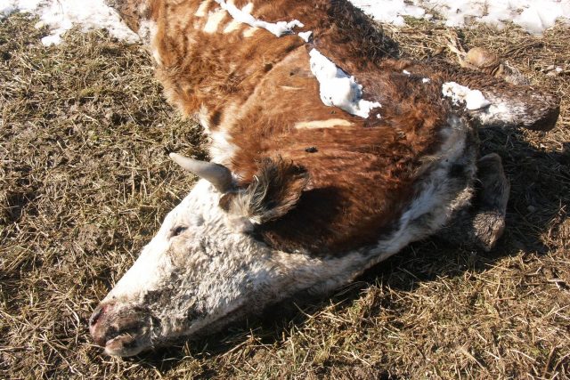 Případ nelegální porážky krav otřásl Polskem.  (ilustrační foto) | foto: Profimedia