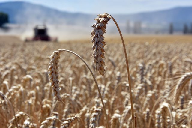 Pšenice  (ilustrační foto) | foto: Profimedia