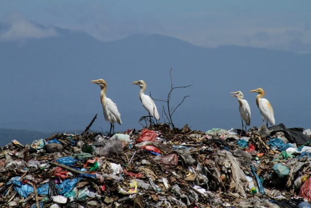 Znečištění mikroplasty většinou vzniká rozpadem plastového odpadu a zdá se,  že je všudypřítomné na celé planetě | foto: Profimedia