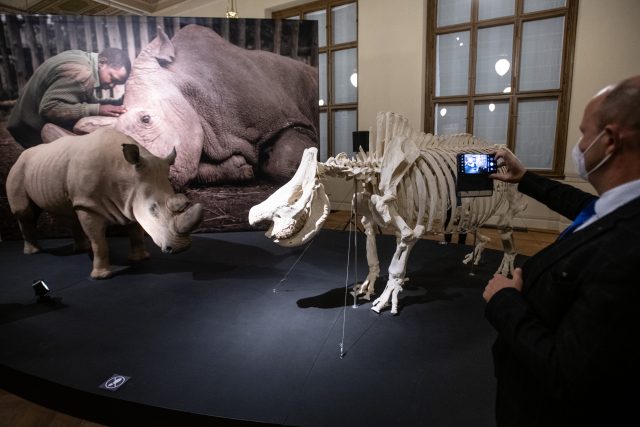 Národní muzeum představilo ostatky posledního jedince severního bílého nosorožce,  Súdána. Ten uhynul v březnu 2019. | foto: René Volfík,  iROZHLAS.cz