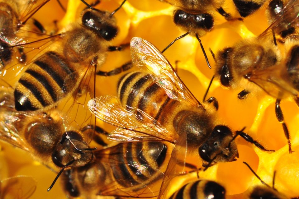 Včely se zabydlely ve Východočeském muzeu v Pardubicích | foto: Východočeské muzeum v Pardubicích