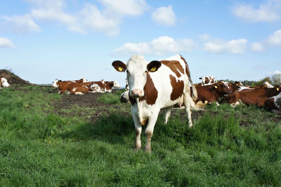 Krávy na pastvě | foto: Patrik Rozehnal,  Český rozhlas