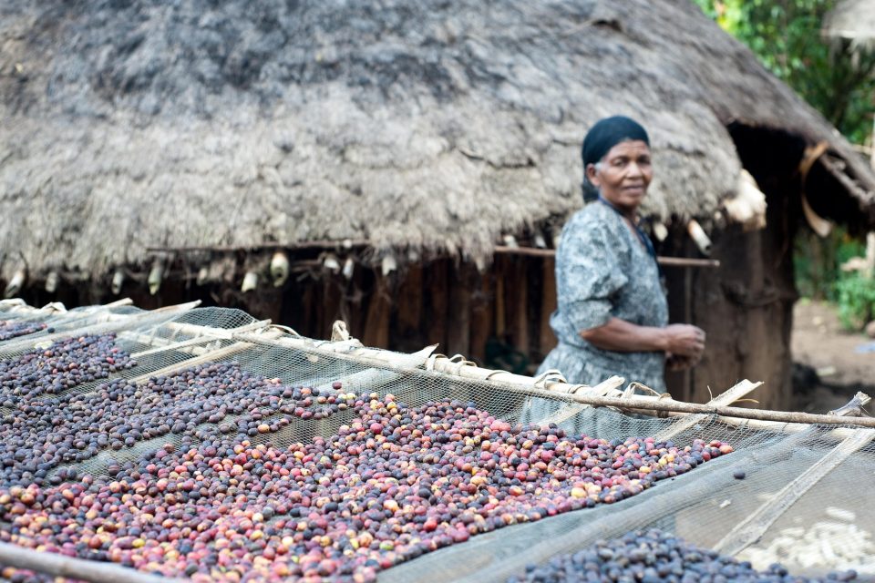 Kávovníková farma  (Coffee berries are sundrying in a small farm) | foto: Fotobanka Profimedia