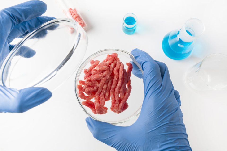 Umělé maso v Petriho misce | foto: Profimedia