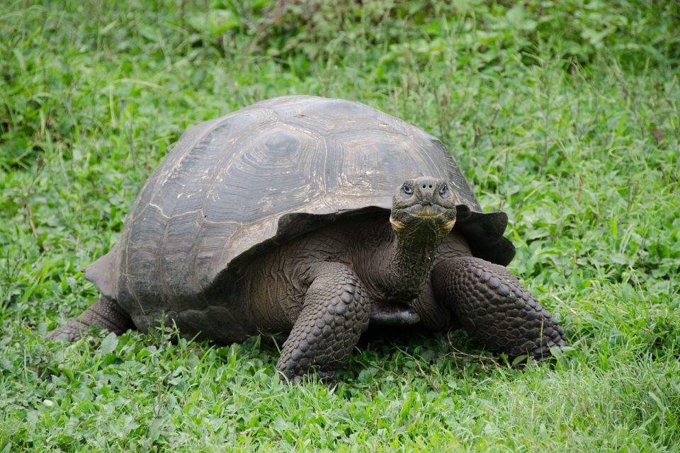 Želva sloní žijící na Galapágách je největší žijící pozemní druh želvy | foto: pen_ash,  Pixabay,  CC0 1.0