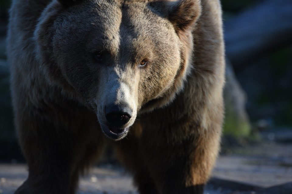 Medvěd hnědý  (ilustrační foto) | foto: Profimedia